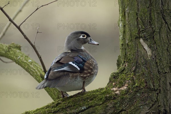 In the tree... Brown duck (Aix sponsa), female, very pretty duck species, not actually native to Germany, natural distribution area North America, but often a captive refugee, typical picture for the species, lives mainly on forest lakes, adapted to a life in wooded areas, trees serve as breeding and resting places, prefers to breed in abandoned nesting cavities of woodpeckers, native nature, Lower Rhine, Rhineland, North Rhine-Westphalia, Germany, Western Europe
