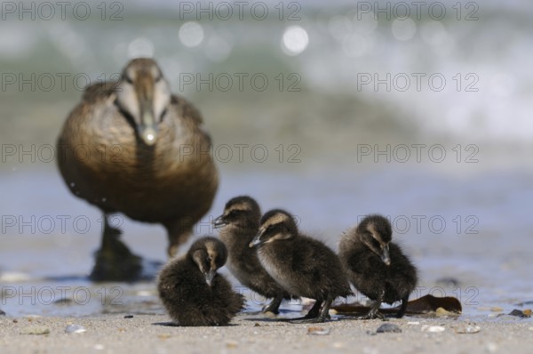 The offspring... Eider duck (Somateria mollissima), wild duck, female and young chicks on the beach of the Heligoland dune come out of the water of the North Sea, native nature, Heligoland, Schleswig-Holstein, Germany, Western Europe
