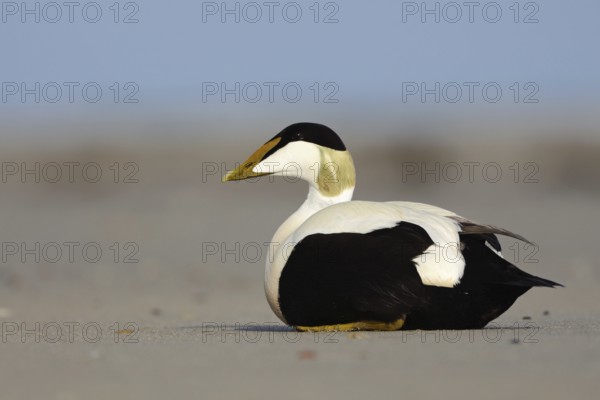 Eider duck (Somateria mollissima) on the beach of Heligoland, colourful male, drake in breeding dress, summer dress, resting in the sand, native nature, Heligoland, Schleswig-Holstein, Germany, Western Europe