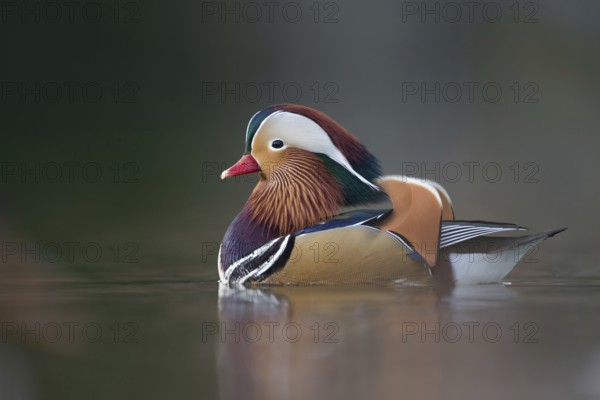 In the water... Mandarin duck (Aix galericulata), colourful male, drake, conspicuous, very pretty duck species, which has established itself as a captive refugee in many places, detailed side view with all essential identification features, native nature, Lower Rhine, Rhineland, North Rhine-Westphalia, Germany, Western Europe