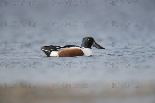 Northern Shoveler (Anas clypeata), colourful drake in breeding dress, swimming on lake, full body, length, side view, wildlife, native nature, North Holland, Netherlands, Western Europe