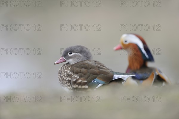 Mandarin ducks (Aix galericulata), female and colourful male, drake, a pair, couple sitting peacefully next to each other on the shore of a lake, harmonious, soft colours, clear light, wildlife, native nature, Lower Rhine, Rhineland, North Rhine-Westphalia, Germany, Western Europe