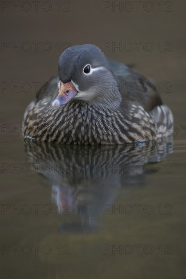 The female... Mandarin Duck (Aix galericulata), detailed close-up of a beautifully marked female Mandarin Duck, established captive fledgling, native nature, Lower Rhine, Rhineland, North Rhine-Westphalia, Germany, Western Europe