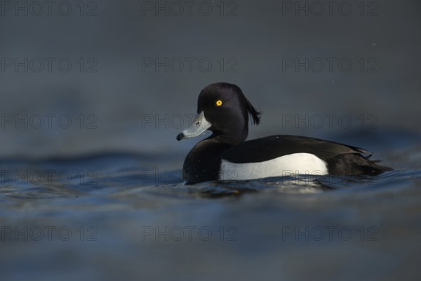 Bright yellow eyes... Tufted Duck (Aythya fuligula), male in fresh plumage, early spring, violet shimmering black and white plumage, blue bill with black tip, relatively common native wild duck, native nature, Lower Rhine, Rhineland, North Rhine-Westphalia, Germany, Western Europe