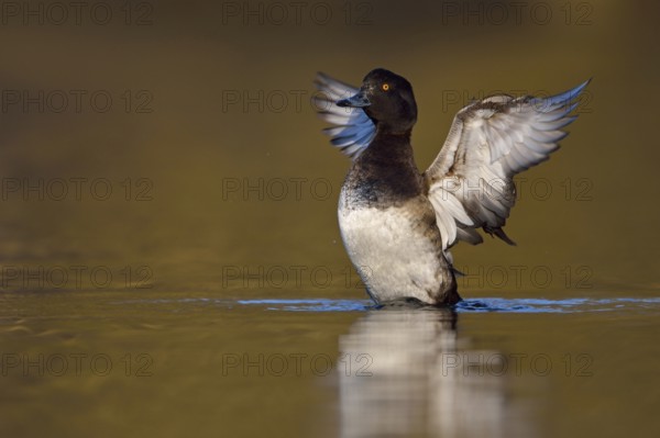 Flapping wings... Tufted duck (Aythya fuligula), resting in the water after grooming, flapping its wings like an angel, beautiful clear light, common wild duck, native birdlife, wildlife, native nature, Lower Rhine, Rhineland, North Rhine-Westphalia, Germany, Western Europe