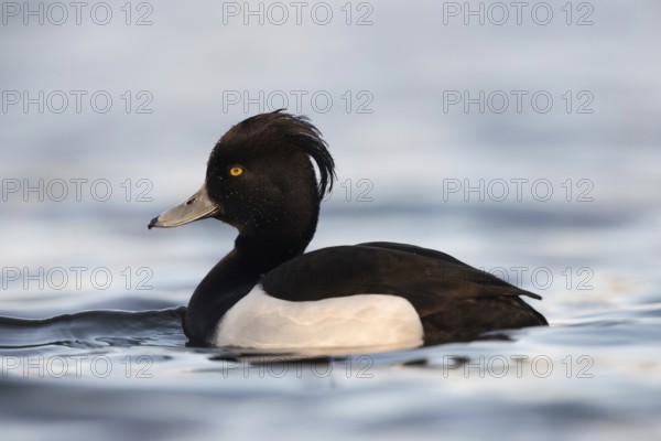 Dripping wet... Tufted Duck (Aythya fuligula), beautiful male in splendid plumage, very detailed photo in best light, side view, native nature, Lower Rhine, Rhineland, North Rhine-Westphalia, Germany, Western Europe