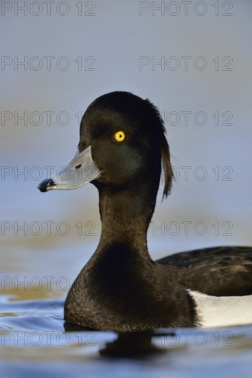 Oooops... Tufted Duck (Aythya fuligula), close-up of one of the most beautiful common native duck species, drake in fresh plumage, attentive look, alertly stretched neck, native birdlife, wildlife, nature, native nature, Lower Rhine, Rhineland, North Rhine-Westphalia, Germany, Western Europe