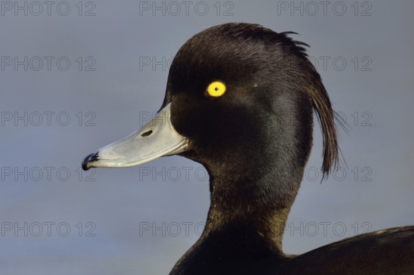 Duck portrait... Tufted Duck (Aythya fuligula), drake in splendid plumage with long decorative feathers, feather crest, head portrait, common native duck species, native nature, Lower Rhine, Rhineland, North Rhine-Westphalia, Germany, Western Europe