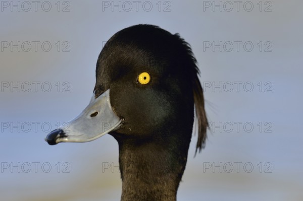Oooops... Tufted Duck (Aythya fuligula), close-up of one of the most beautiful common native duck species, drake in fresh plumage, attentive look, alertly stretched neck, native nature, Lower Rhine, Rhineland, North Rhine-Westphalia, Germany, Western Europe