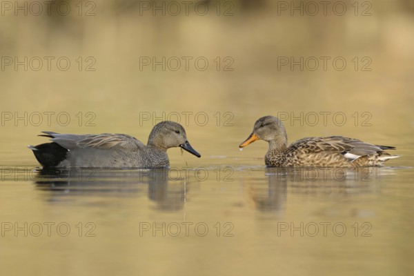 Cosy togetherness... Gadwall (Anas strepera), pair, couple in beautiful breeding plumage, detailed side views of male and female together, native nature, Lower Rhine, Rhineland, North Rhine-Westphalia, Germany, Western Europe