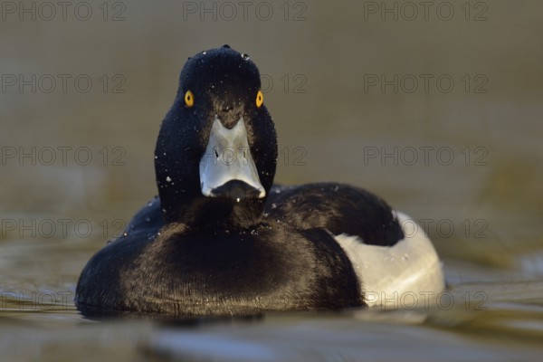 Wet from a dive... Tufted duck (Aythya fuligula), sociable waterfowl, often travelling in larger groups in winter, relatively small, compactly built duck, native nature, Lower Rhine, Rhineland, North Rhine-Westphalia, Germany, Western Europe