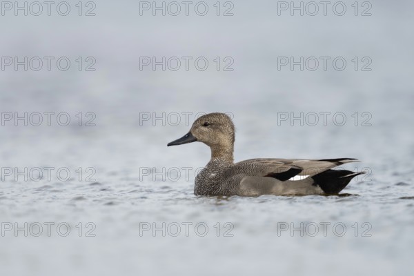 In splendid plumage... Gadwall (Anas strepera), also known as ruddy duck, male, drake, detailed side view, native nature, Lower Rhine, Rhineland, North Rhine-Westphalia, Germany, Western Europe