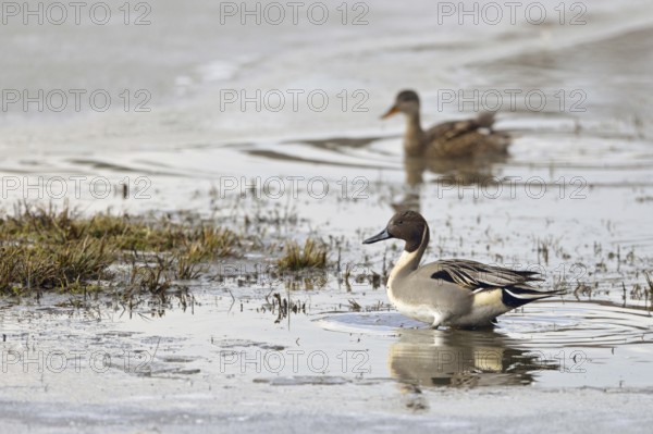Pintail ducks (Anas acuta), wild ducks, pair, couple, rarely observed species in North Rhine-Westphalia, very pretty duck, striking plumage with long, spike-shaped tail feathers, rests in shallow, partly frozen water, native fauna, wildlife, native nature, Lower Rhine, Rhineland, North Rhine-Westphalia, Germany, Western Europe
