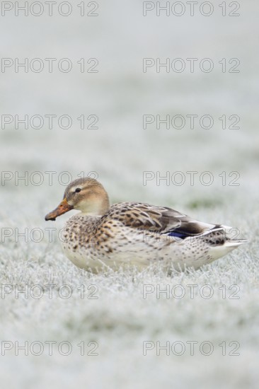 Beautifully marked... Mallard (Anas platyrhynchos), best known and almost everywhere common wild duck, strikingly light-coloured variety, almost white, sits on frozen grass covered with hoarfrost in the field, native nature, Lower Rhine, Rhineland, North Rhine-Westphalia, Germany, Western Europe