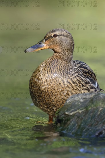 Female mallard... Mallard (Anas platyrhynchos), wild female duck standing in the most beautiful light in the shallow water of a natural stream, smaller river, native nature, Lower Rhine, Rhineland, North Rhine-Westphalia, Germany, Western Europe