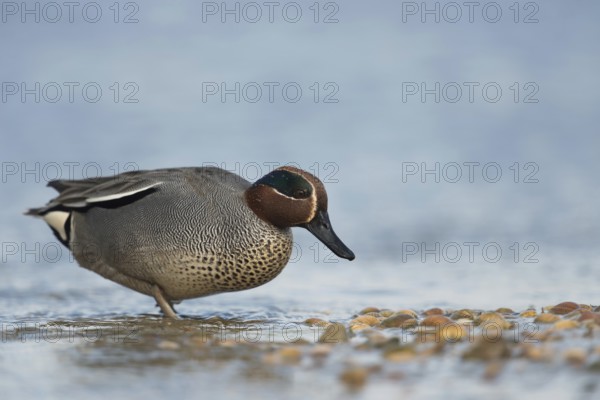 Teal (Anas crecca), male in colourful plumage, summer dress, walking on land, looking for food on a mussel bank, detailed side view with all essential identification features, smallest native duck species, native nature, North Holland, Netherlands, Western Europe
