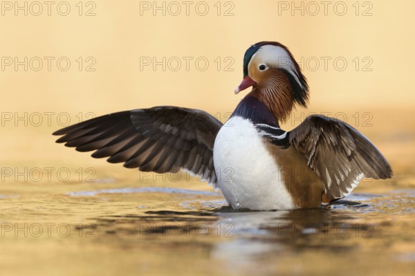 Wing-flapping...Mandarin duck (Aix galericulata), colourful drake, male duck, most colourful bird on native waters, wild captive escapee, established neozoan, native nature, Lower Rhine, Rhineland, North Rhine-Westphalia, Germany, Western Europe
