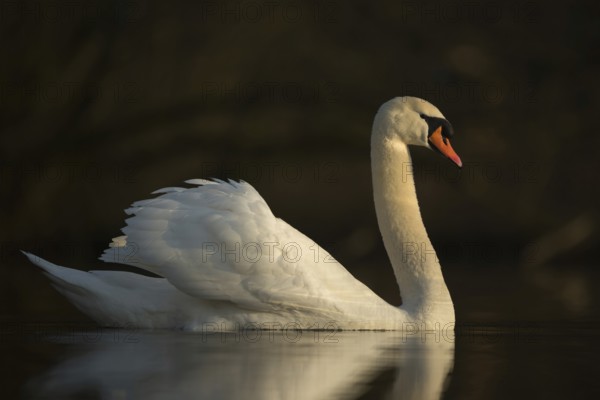 At the swan lake... Mute swan (Cygnus olor) in the most beautiful light, side view of this proud and graceful-looking water bird, native nature, Lower Rhine, Rhineland, North Rhine-Westphalia, Germany, Western Europe