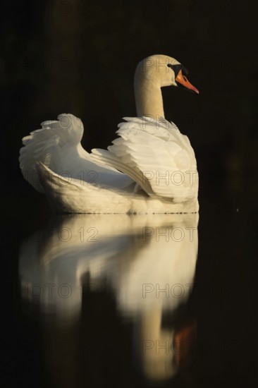 Swan Lake... Mute swan (Cygnus olor), elegant swan with upturned wings, in the most beautiful light, reflected on the water surface against a dark background, symbol of grace and elegance, native birdlife, wildlife, nature, Lower Rhine, North Rhine-Westphalia, Rhineland, Germany