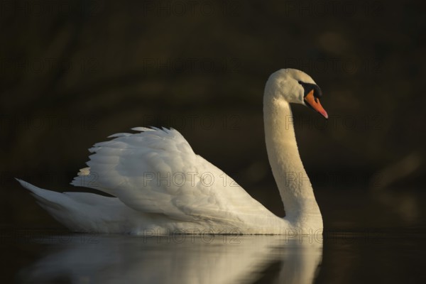 In the most beautiful light... Mute swan (Cygnus olor), swan, our largest native water bird, widespread, generally known, character bird for elegance and beauty, native nature, Lower Rhine, Rhineland, North Rhine-Westphalia, Germany, Western Europe
