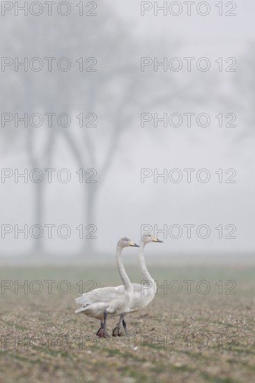 Whooper swans (Cygnus cygnus), two young birds, resting on a rape field, walking across a field on a foggy day, rare winter guests on the Lower Rhine, native wildlife, native nature, Lower Rhine, Rhineland, North Rhine-Westphalia, Germany, Western Europe