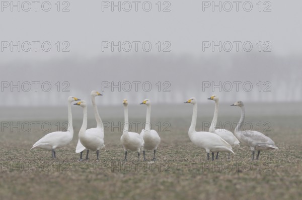 Small flock on the Lower Rhine... Whooper swans (Cygnus cygnus), occasional winter guests, home high up in the north, swan, swans with yellow beak, black beak tip on a rape field, native nature, Lower Rhine, Rhineland, North Rhine-Westphalia, Germany, Western Europe