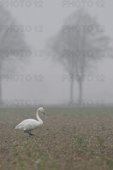Whooper swan (Cygnus cygnus) walks across a rape field in cloudy, wet and cold weather in search of food, rare winter visitor to the Lower Rhine, local nature, Lower Rhine, Rhineland, North Rhine-Westphalia, Germany, Western Europe
