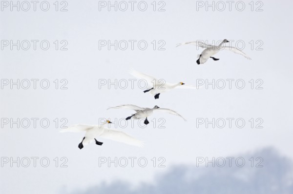 The flight in... Tundra Swan (Cygnus bewickii), small group of bewick's swans, family, family group, family flight, couple flies in together with two young birds, native nature, rare winter visitors, wintering in Western Europe, very rare winter visitors, North Holland, Netherlands, Western Europe