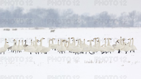In rank and file... Tundra Swan (Cygnus bewickii), large group, flock of bewick's swans in winter, snow, with young birds, gathered, resting in a field, very rare winter visitors in Western Europe, breeding bird in the far north, native nature, very rare winter visitors, North Holland, Netherlands, Western Europe