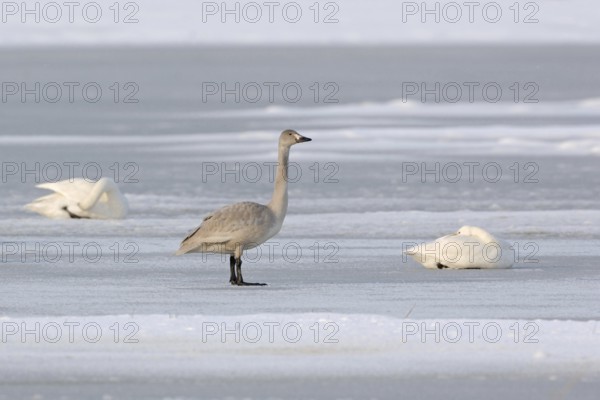Offspring of the Bewick's swans... Tundra Swan (Cygnus bewickii), juvenile, still grey young swan with uncoloured bill on an ice surface, next to it a resting adult bird, very rare winter visitors, native nature, North Holland, Netherlands, Western Europe