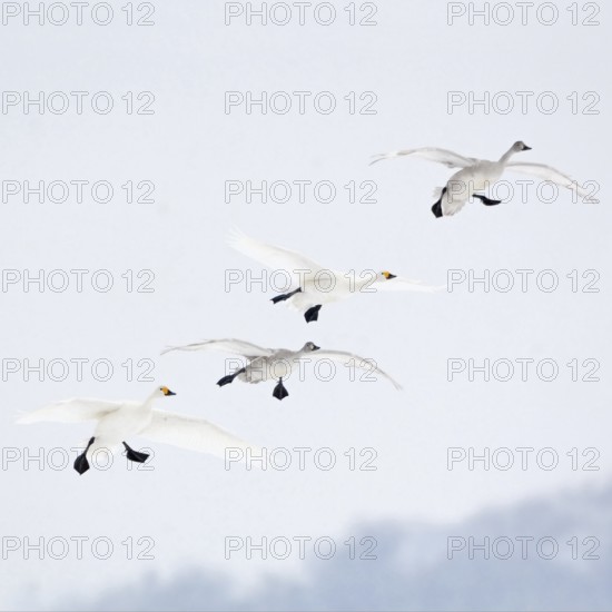 The flight in... Tundra Swan (Cygnus bewickii), rare bewick's swans in flight, preparing to land, family with young birds, family group in winter, couple flying in together with two young birds, wintering in Western Europe, very rare winter guests, native nature, North Holland, Netherlands, Western Europe