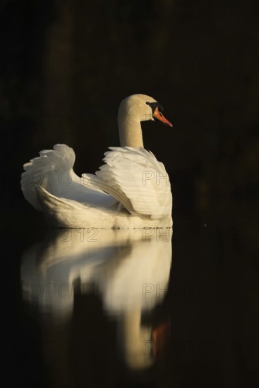 Swan lake... Mute swan (Cygnus olor), elegant swan in the most beautiful light speckles on the surface of the water against a dark background, symbol of grace and elegance, native nature, Lower Rhine, Rhineland, North Rhine-Westphalia, Germany, Western Europe