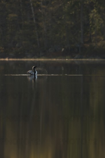 Somewhere in Sweden... Black-throated diver (Gavia arctica), straightens up for a moment, flaps its wings so that water droplets splash far away, graceful shot, native nature in spring, southern Sweden, Sweden, Scandinavia, northern Europe