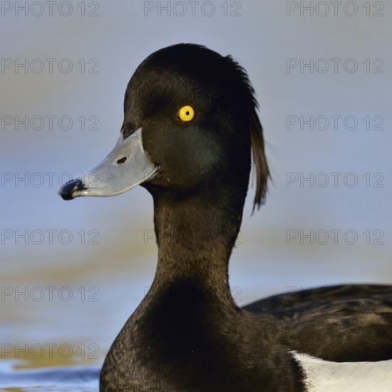 Oooops... Tufted Duck (Aythya fuligula), close-up of one of the most beautiful common native duck species, drake in fresh plumage, attentive look, alertly stretched neck, native nature, Lower Rhine, Rhineland, North Rhine-Westphalia, Germany, Western Europe