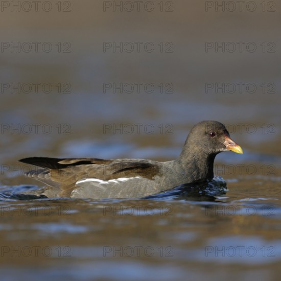 Moorhen, moorhen rail (Gallinula chloropus), water fowl that can be observed relatively frequently in parks and on lakes, swims over an open body of water in which the colours of the sky are reflected in clear air, native nature, Lower Rhine, Rhineland, North Rhine-Westphalia, Germany, Western Europe