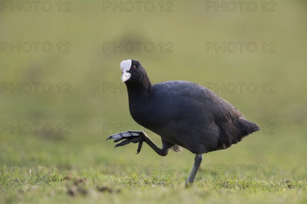 Show me your feet... Eurasian Coot (Fulica atra), coot rail runs over land, has to lift its large, webbed feet high, looks funny, funny chicken, chicken, native nature, Lower Rhine, Rhineland, North Rhine-Westphalia, Germany, Western Europe