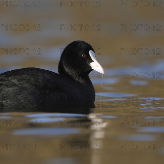 Pretty to look at... Eurasian Coot rail (Fulica atra) or coot, well-known conspicuous water bird, to be found on many waters, named after the white horn shield on the head, native birdlife, wildlife, nature, Rhineland, Cologne Bay, North Rhine-Westphalia, Germany, Western Europe
