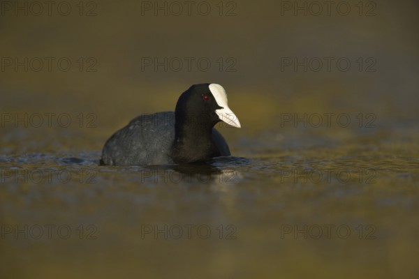 Golden light... Eurasian Coot rail (Fulica atra), common coot, frequently observed, generally known and conspicuous water bird at native waters, belongs, mostly unknown, to the crane birds, native nature, Lower Rhine, Rhineland, North Rhine-Westphalia, Germany, Western Europe