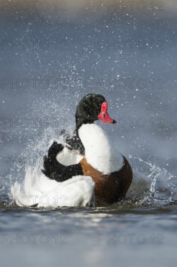 Bathing fun... Shelduck (Tadorna tadorna), colourful male in splendid dress, summer dress, bathes extensively, cleans the plumage, water splashes far around, funny picture, promises summer freshness and cooling, native nature, Lower Saxony, Germany, Western Europe
