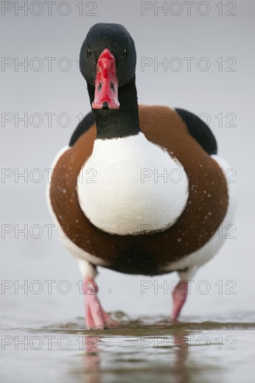 Shelduck (Tadorna tadorna), frontal close-up of a drake, male in splendour dress, summer dress, just leaving the water, funny picture, series funny animal pictures, wildlife, native nature, North Holland, Netherlands, Western Europe