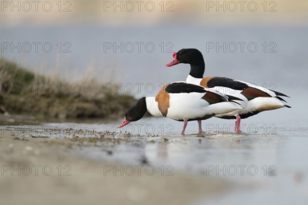 Couple... Shelduck (Tadorna tadorna) foraging in shallow water, shore area of an inland waterway, in front the female shelduck, the duck, behind the male, the drake, native nature, North Holland, Netherlands, Western Europe