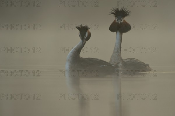 The bow... Great Crested Grebe (Podiceps Scalloped ribbonfish) mating, courtship display, native nature, Lower Rhine, Rhineland, North Rhine-Westphalia, Germany, Western Europe