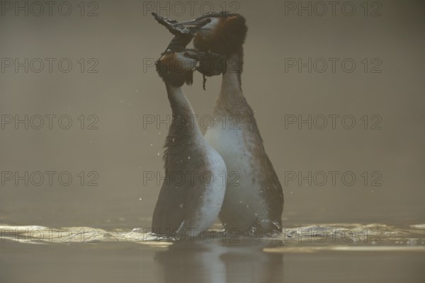 The dance... Great Crested Grebe (Podiceps Scalloped ribbonfish) during courtship, wedding dance, native nature, Lower Rhine, Rhineland, North Rhine-Westphalia, Germany, Western Europe