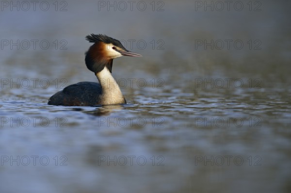 In early spring... Great Crested Grebe (Podiceps Scalloped ribbonfish) in its splendid plumage, breeding plumage, conspicuous, native breeding bird on, on many native waters, native nature, Lower Rhine, Rhineland, North Rhine-Westphalia, Germany, Western Europe