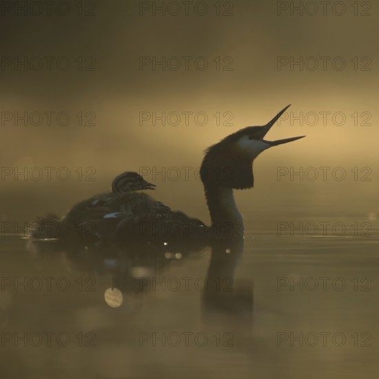 Great Crested Grebe (Podiceps Scalloped ribbonfish) with young birds on its back, opening its beak wide, either choking or calling, atmospheric, early morning backlight, native nature, Lower Rhine, Rhineland, North Rhine-Westphalia, Germany, Western Europe