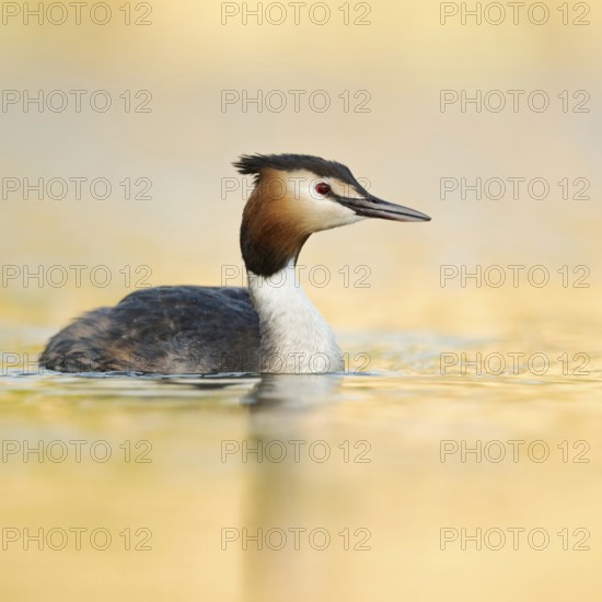 Golden light... Great Crested Grebe (Podiceps Scalloped ribbonfish) in its magnificent plumage in the most beautiful soft light of the early morning, native bird species, cheerful, bright, harmonious colours, native nature, Lower Rhine, Rhineland, North Rhine-Westphalia, Germany, Western Europe