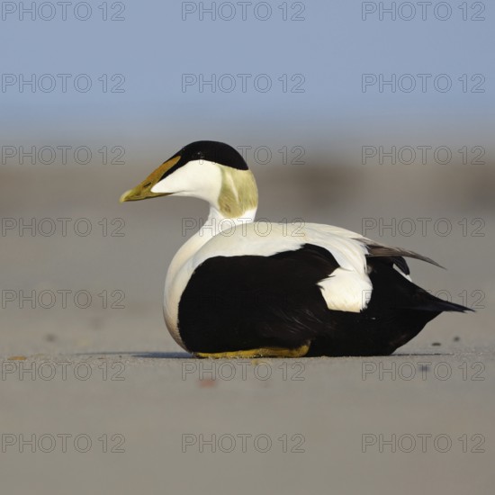Eider duck (Somateria mollissima) on the beach of Heligoland, colourful male, drake in breeding dress, summer dress, resting in the sand, native nature, Heligoland, Schleswig-Holstein, Germany, Western Europe