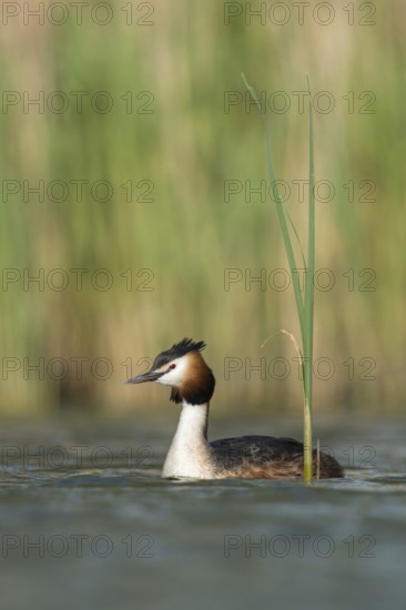 Great crested grebe (Podiceps Scalloped ribbonfish) in its magnificent plumage, summer dress, swimming on a natural body of water surrounded by reeds, fresh green sprouts in spring, bright, clear, colours, native nature, Lower Rhine, Rhineland, North Rhine-Westphalia, Germany, Western Europe