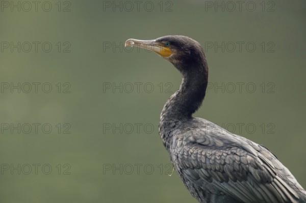 Detailed close-up... Cormorant (Phalacrocorax carbo), cropped in front of a natural green background with lots of open space, native nature, Lower Rhine, Rhineland, North Rhine-Westphalia, Germany, Western Europe