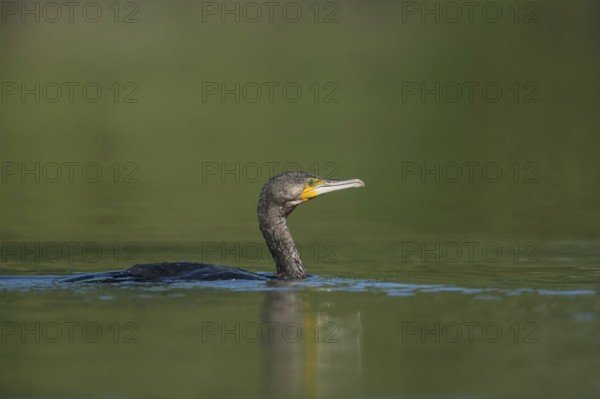 Shallow water... Cormorant (Phalacrocorax carbo), well-adapted, native, widespread water bird, feared in some places as a fish hunter, fish predator, typical picture, native nature, Lower Rhine, Rhineland, North Rhine-Westphalia, Germany, Western Europe